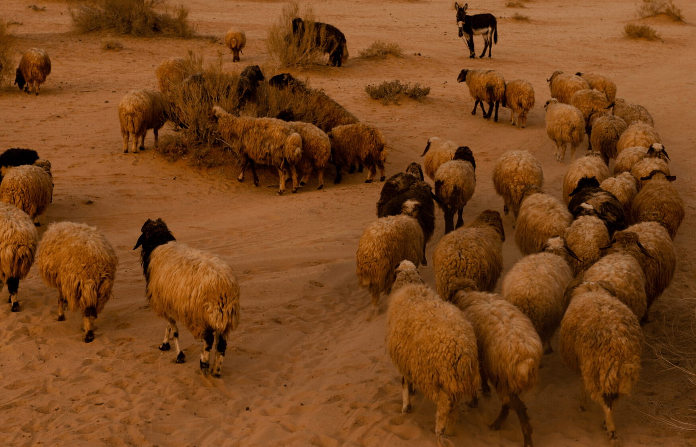 Local encounters with the Bedouin