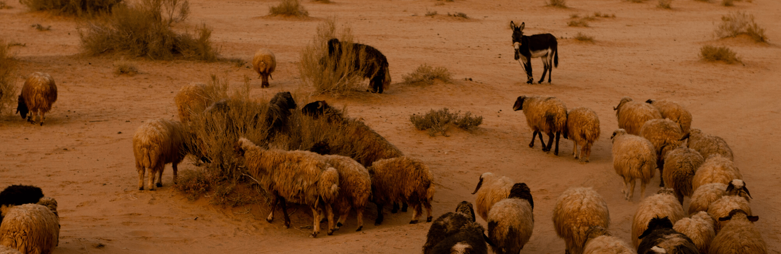 Themareis lokale ontmoetingen, Jordanië. Jordan Desert Journeys