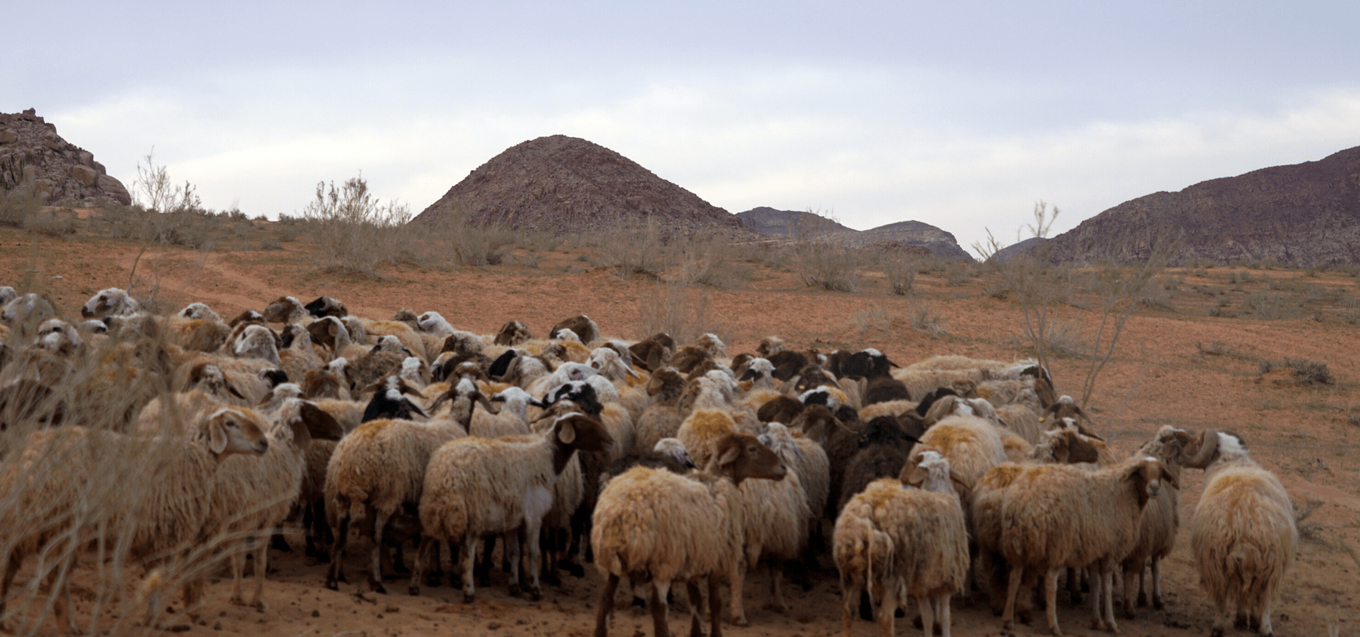 Bezoek aan mijn Bedoeïenenfamilie tijdens het offerfeest. Blog voor De wereldwijven. Jordan Desert Journeys