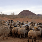 Visit to my Bedouin family during the sacrificial feast. Blog for De wereldwijven. Jordan Desert Journeys