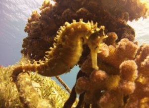 Debby van den Helder diving, Red Sea Jordan