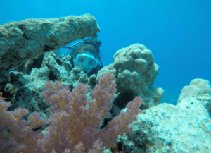 Debby van den Helder diving, Red Sea Jordan