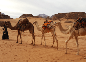 Dyenne Borst, arriving of the camels