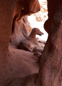 Lisan Traas Wurad view Wadi Rum
