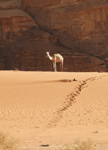 Lisan Traas, met kameel op zandduin