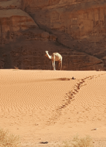 Lisan Traas, with camel on sand dune