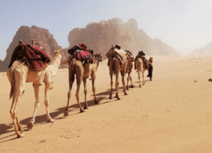 Lisan Traas, trek with camels