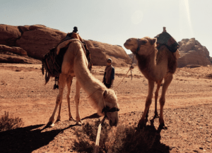 Nynke Laverman, together with the camels