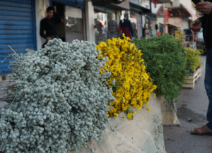 Tamar Malinoff Kruiden en bloemen in bossen te koop