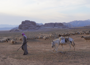 Tamar Malinoff, de schaapsherder brengt de schapen thuis, bij de Bedoeïenen