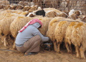 Tamar Malinoff, melken voor de schapenkaas