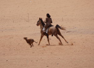 Tamar Malinoff paard Barq en hond Wurad race