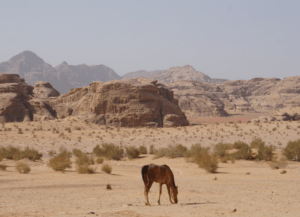 Tamar Malinoff, paard Barq graast vrij in de woestijn