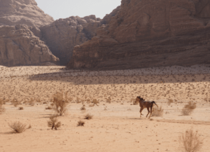 Tamar Malinoff, paard Barq vrij rennen door de woestijn